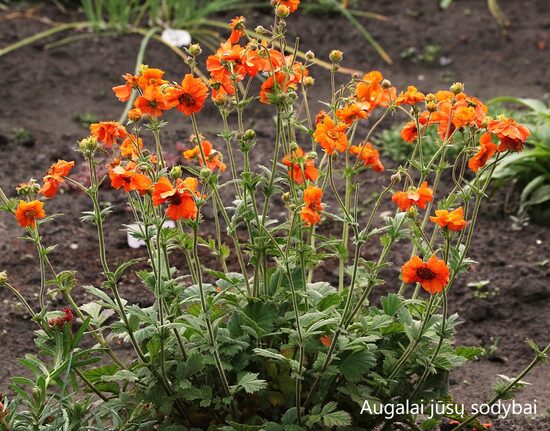 Žiognagė (geum) 'Princess Juliana'